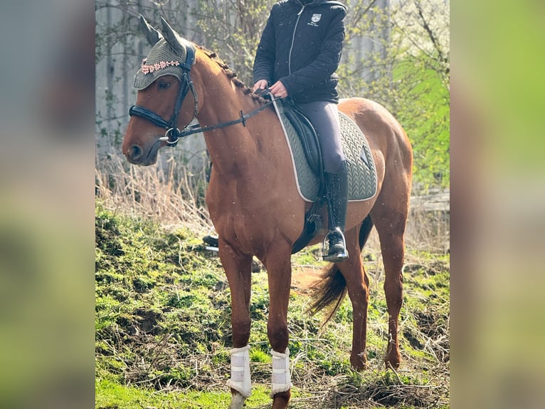 Cavallo sportivo irlandese Giumenta 3 Anni 160 cm Sauro in Wülperode