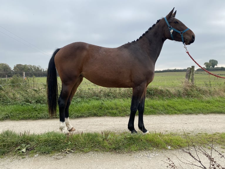 Cavallo sportivo irlandese Giumenta 3 Anni 163 cm Baio scuro in Ireland