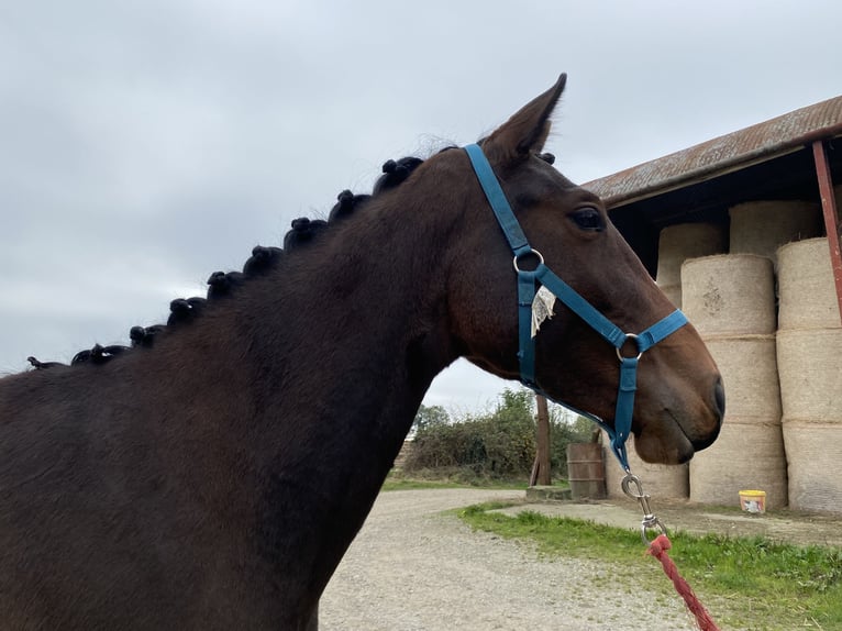 Cavallo sportivo irlandese Giumenta 3 Anni 163 cm Baio scuro in Ireland