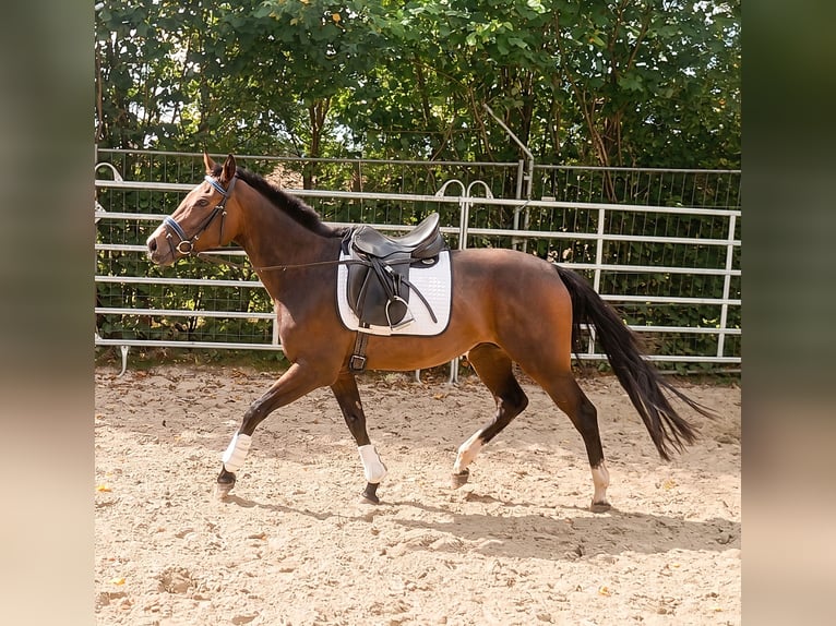 Cavallo sportivo irlandese Giumenta 3 Anni 164 cm Baio in Steinheim