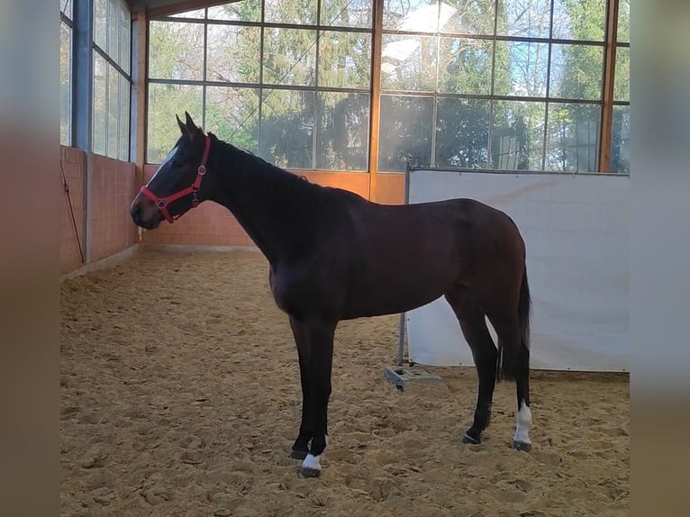 Cavallo sportivo irlandese Giumenta 3 Anni 168 cm Baio in Lage