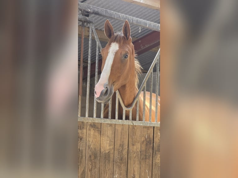 Cavallo sportivo irlandese Giumenta 3 Anni 168 cm Sauro scuro in Kilrush