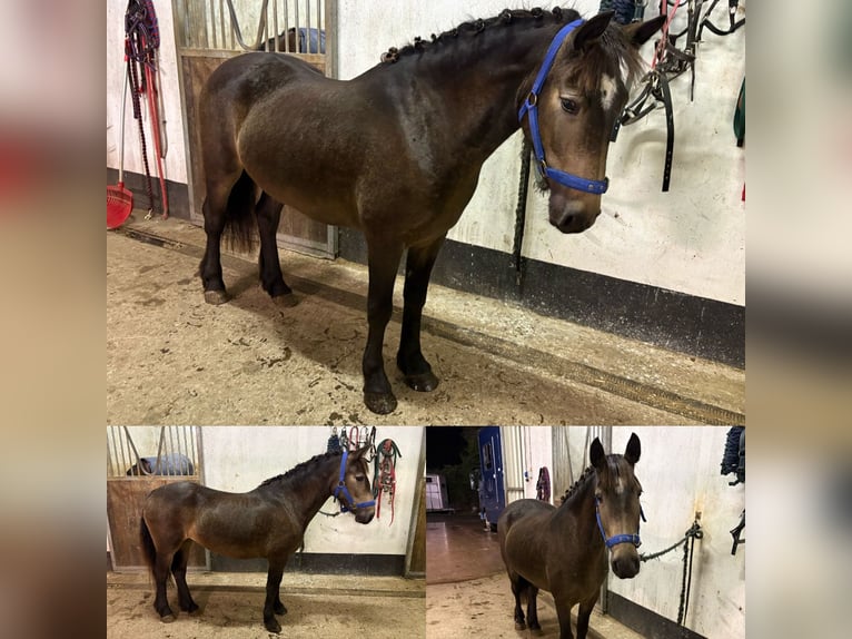Cavallo sportivo irlandese Giumenta 4 Anni 128 cm Falbo in Mayo