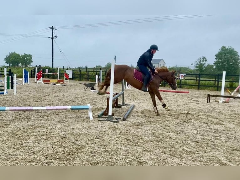 Cavallo sportivo irlandese Giumenta 4 Anni 138 cm Sauro scuro in Sligo