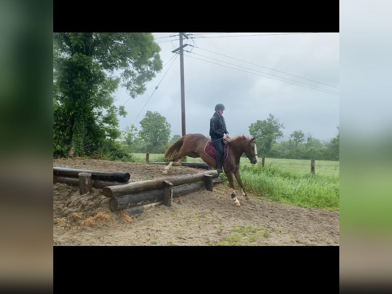 Cavallo sportivo irlandese Giumenta 4 Anni 138 cm Sauro scuro in Sligo