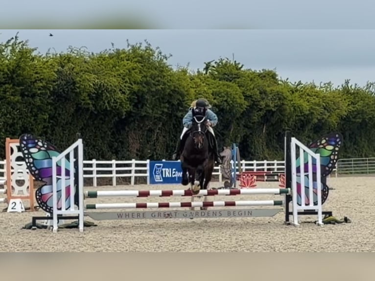 Cavallo sportivo irlandese Giumenta 4 Anni 154 cm Baio ciliegia in Raheen, Co. Laois