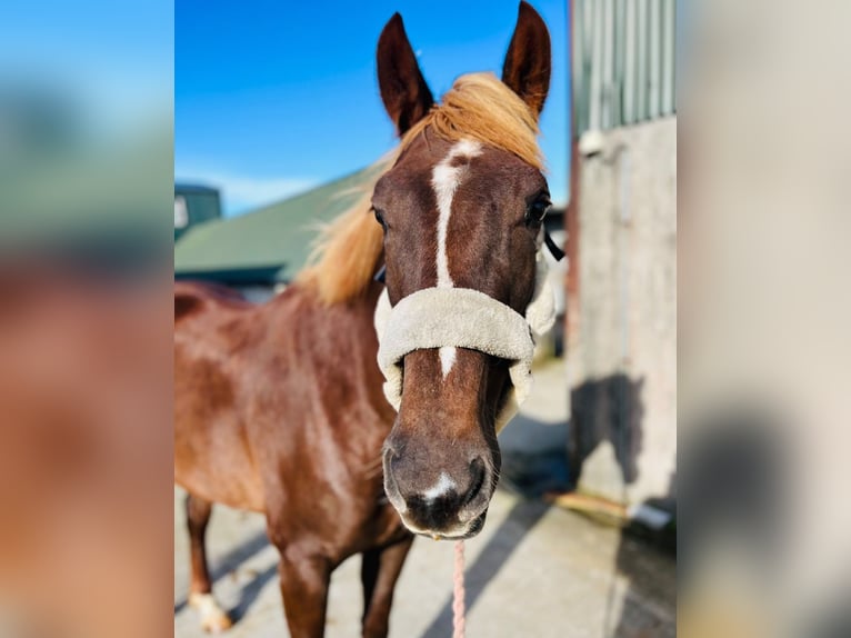 Cavallo sportivo irlandese Mix Giumenta 4 Anni 155 cm Sauro scuro in Trebbin