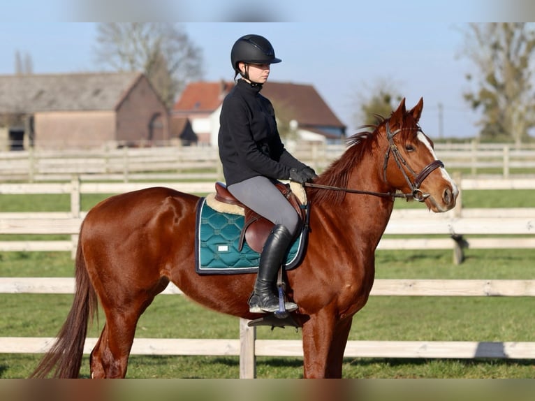 Cavallo sportivo irlandese Giumenta 4 Anni 156 cm Sauro ciliegia in Bogaarden