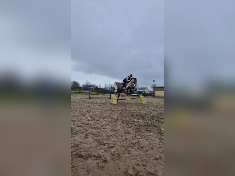 Cavallo sportivo irlandese Mix Giumenta 4 Anni 158 cm Grigio in Clare