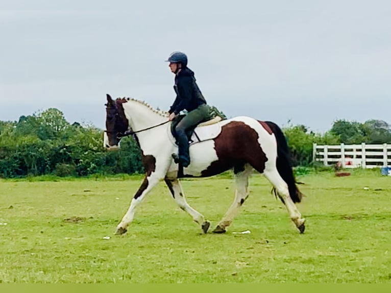 Cavallo sportivo irlandese Giumenta 4 Anni 158 cm Pezzato in Mountrath