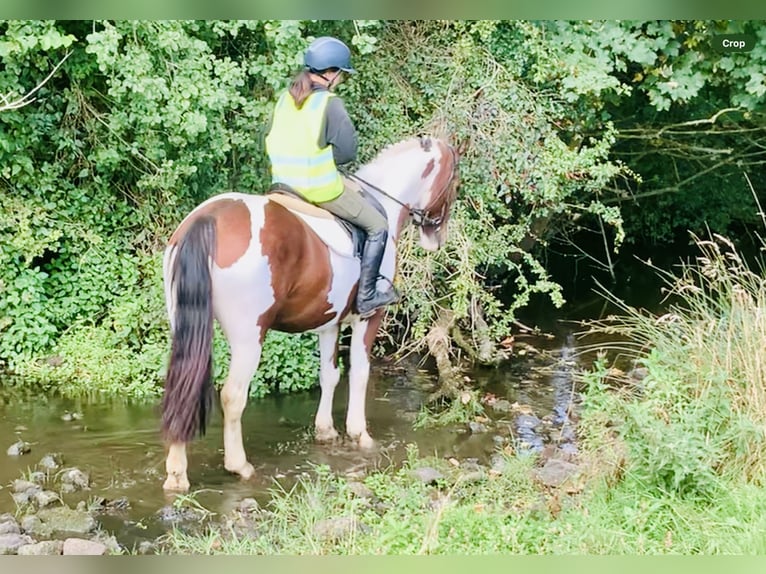 Cavallo sportivo irlandese Giumenta 4 Anni 158 cm Pezzato in Mountrath