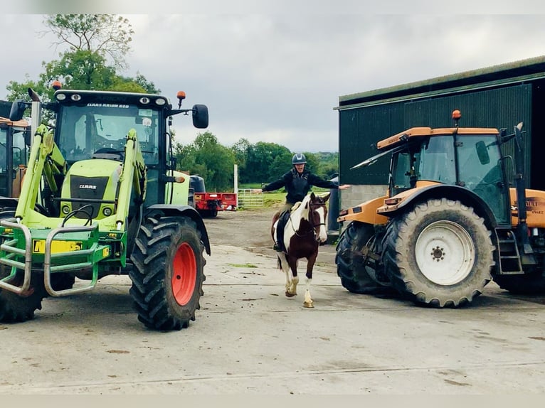 Cavallo sportivo irlandese Giumenta 4 Anni 158 cm Pezzato in Mountrath