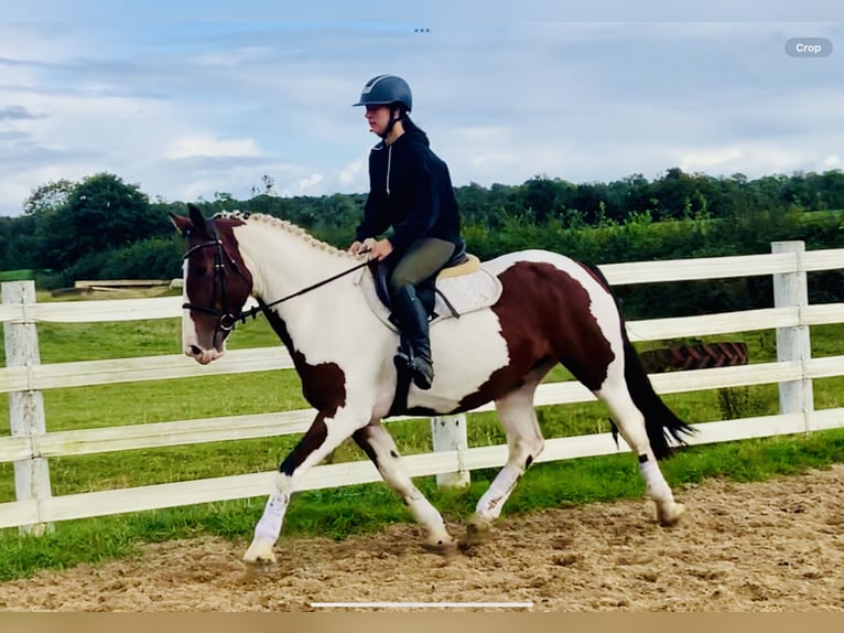 Cavallo sportivo irlandese Giumenta 4 Anni 158 cm Pezzato in Mountrath