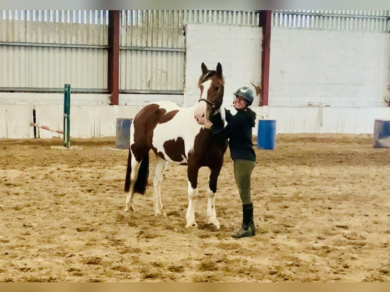 Cavallo sportivo irlandese Giumenta 4 Anni 158 cm Pezzato in Mountrath