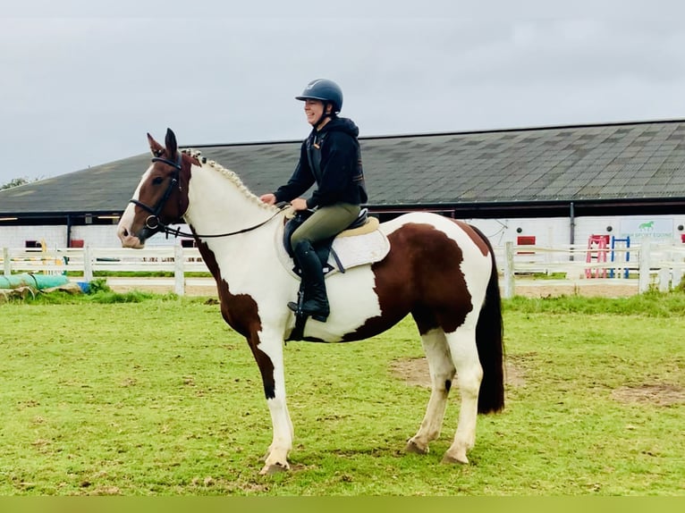 Cavallo sportivo irlandese Giumenta 4 Anni 158 cm Pezzato in Mountrath