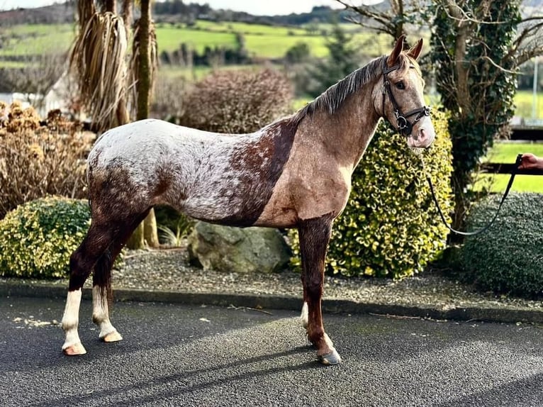 Cavallo sportivo irlandese Giumenta 4 Anni 158 cm Roano rosso in Dundalk