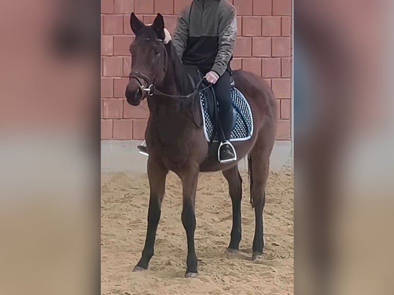 Cavallo sportivo irlandese Giumenta 4 Anni 159 cm Baio scuro in Emmelsbüll-horsbüll