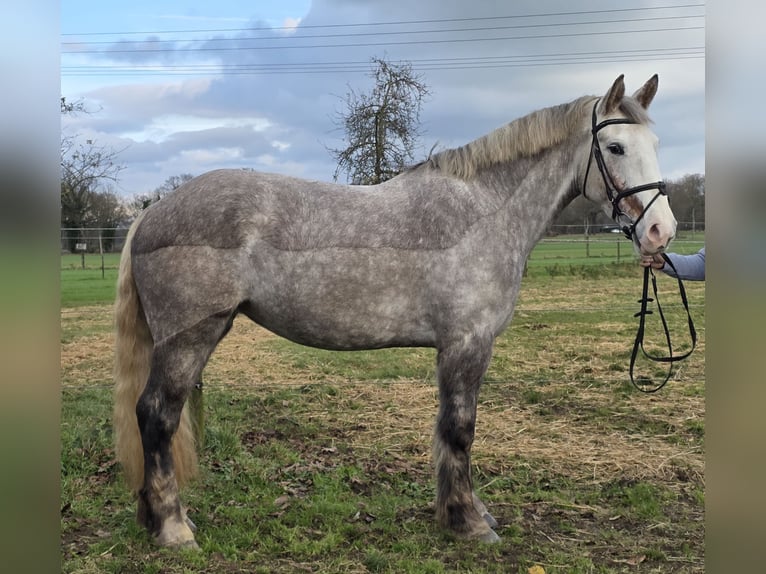 Cavallo sportivo irlandese Giumenta 4 Anni 159 cm Grigio pezzato in Wachtendonk