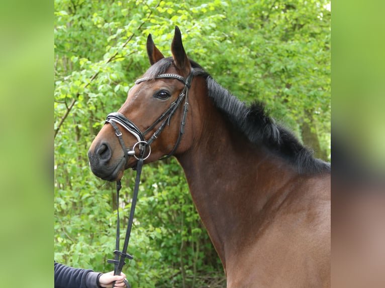 Cavallo sportivo irlandese Giumenta 4 Anni 160 cm Baio in Nettetal