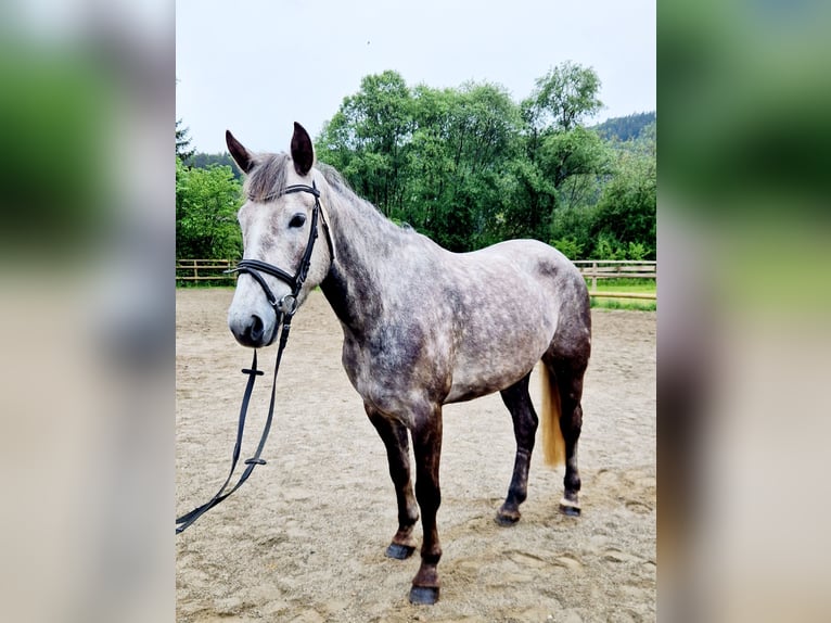 Cavallo sportivo irlandese Giumenta 4 Anni 160 cm Grigio pezzato in Gummern