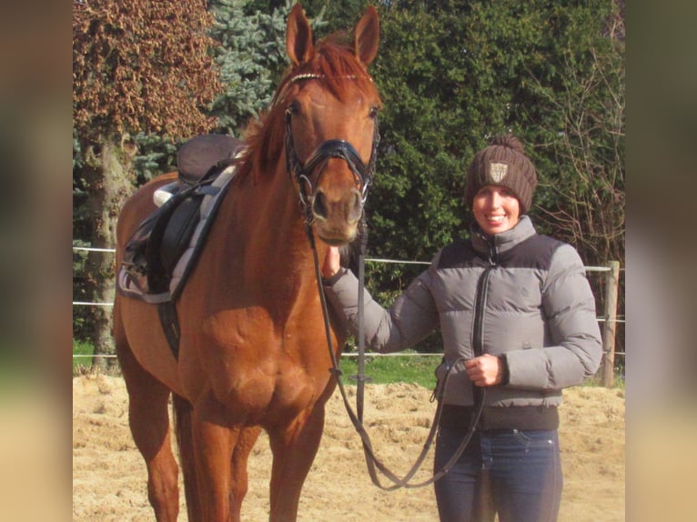 Cavallo sportivo irlandese Giumenta 4 Anni 160 cm Sauro in Velpke