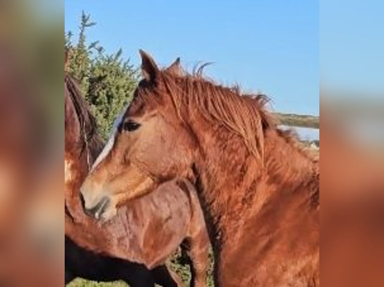 Cavallo sportivo irlandese Giumenta 4 Anni 160 cm Sauro scuro in Enniscorthy