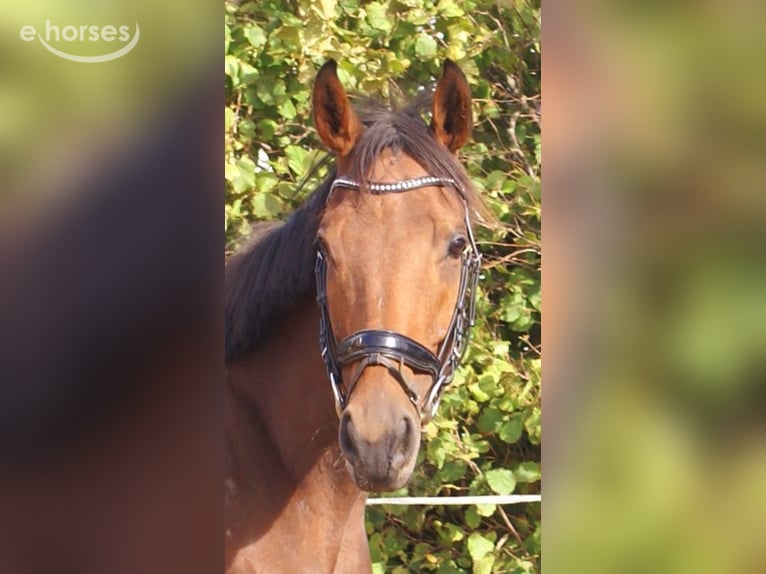 Cavallo sportivo irlandese Giumenta 4 Anni 162 cm Baio in Velpke
