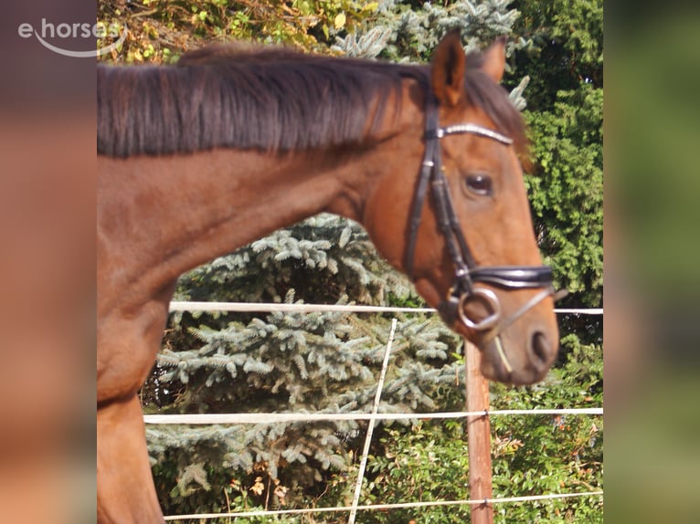 Cavallo sportivo irlandese Giumenta 4 Anni 162 cm Baio in Velpke