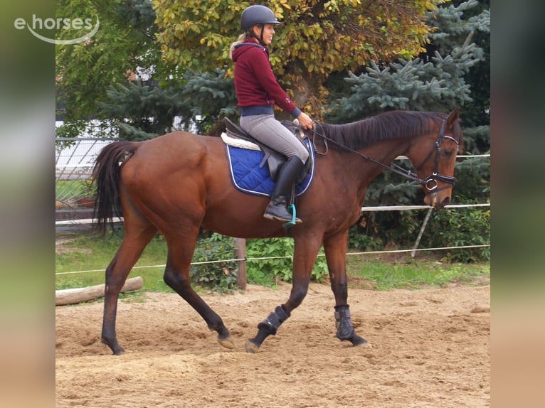 Cavallo sportivo irlandese Giumenta 4 Anni 162 cm Baio in Velpke