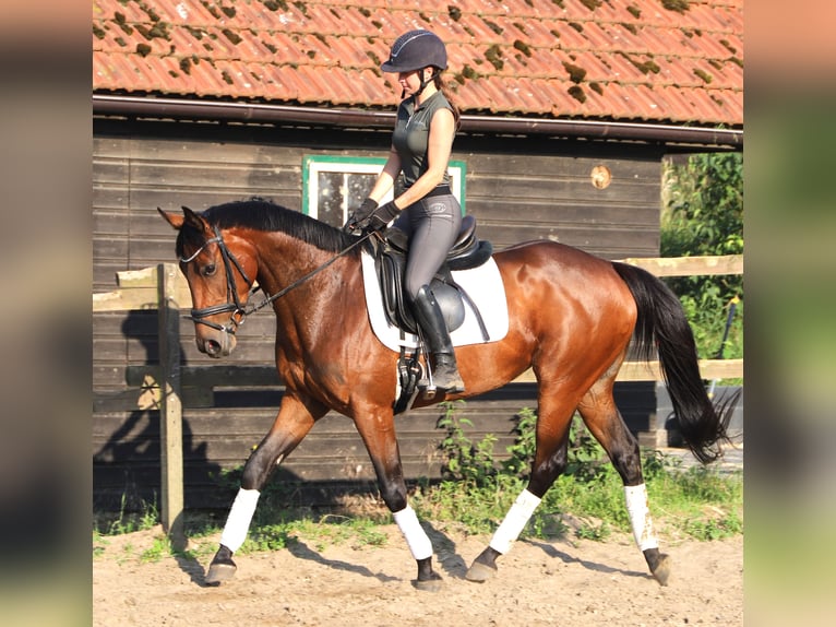 Cavallo sportivo irlandese Mix Giumenta 4 Anni 162 cm  in Uelsen