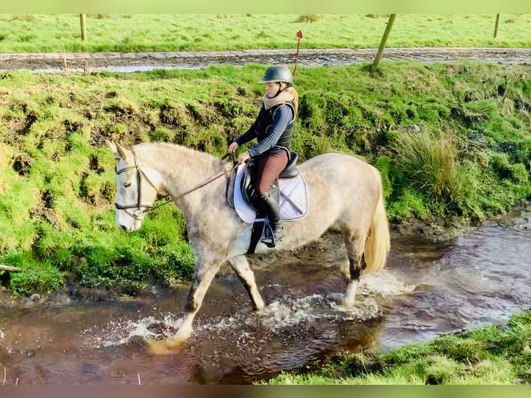 Cavallo sportivo irlandese Giumenta 4 Anni 162 cm Grigio in Mountrath