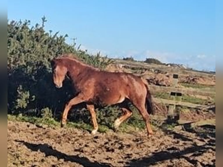 Cavallo sportivo irlandese Giumenta 4 Anni 162 cm Sauro scuro in Enniscorthy