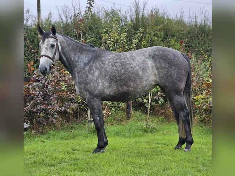 Cavallo sportivo irlandese Giumenta 4 Anni 163 cm Grigio pezzato in Lismore