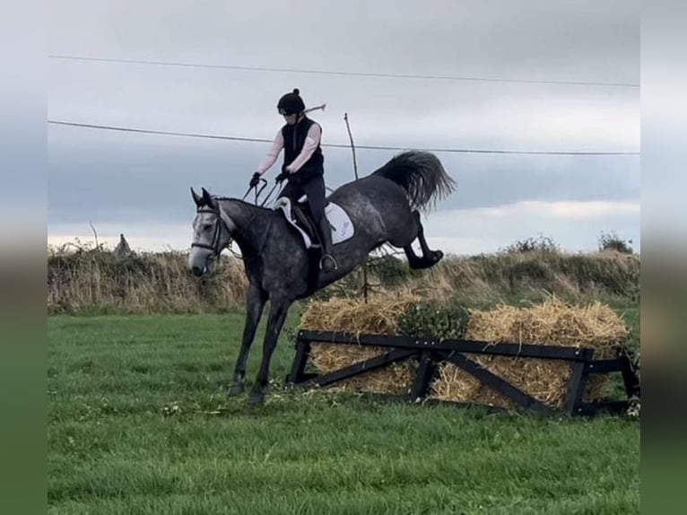 Cavallo sportivo irlandese Giumenta 4 Anni 163 cm Grigio pezzato in Lismore