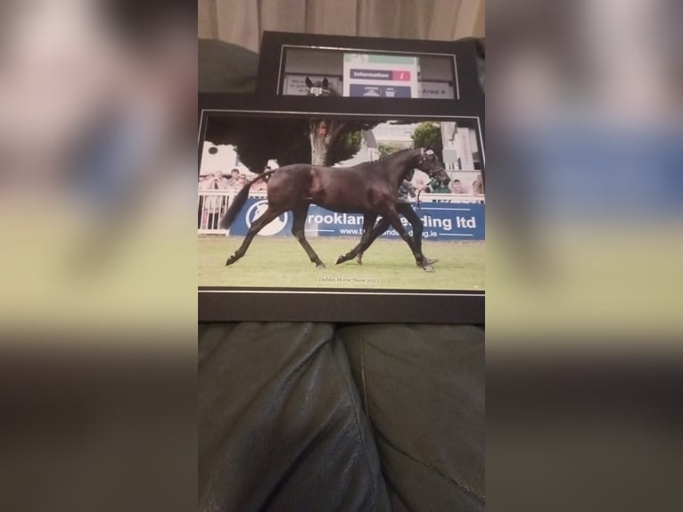 Cavallo sportivo irlandese Giumenta 4 Anni 163 cm Morello in Swinford