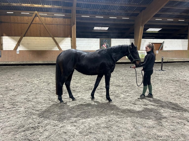 Cavallo sportivo irlandese Giumenta 4 Anni 164 cm Baio in Enniscorthy