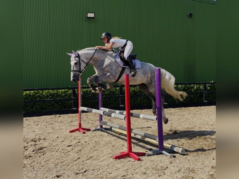 Cavallo sportivo irlandese Giumenta 4 Anni 164 cm Grigio pezzato in Mountrath, Co. Laois