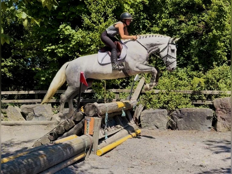 Cavallo sportivo irlandese Giumenta 4 Anni 164 cm Grigio pezzato in Mountrath, Co. Laois