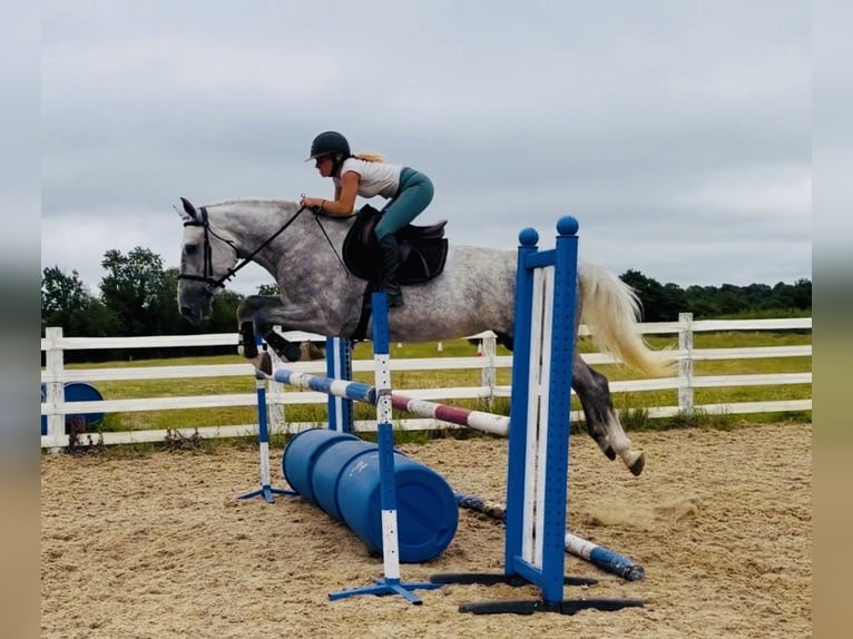 Cavallo sportivo irlandese Giumenta 4 Anni 164 cm Grigio pezzato in Mountrath, Co. Laois