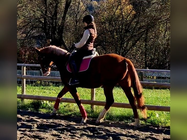 Cavallo sportivo irlandese Giumenta 4 Anni 164 cm Sauro in Gummern