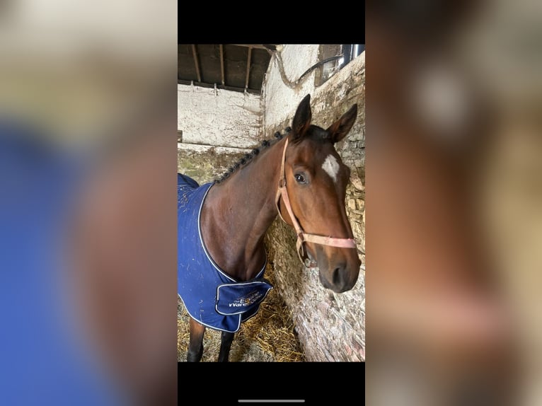 Cavallo sportivo irlandese Giumenta 4 Anni 165 cm Baio ciliegia in Fethard