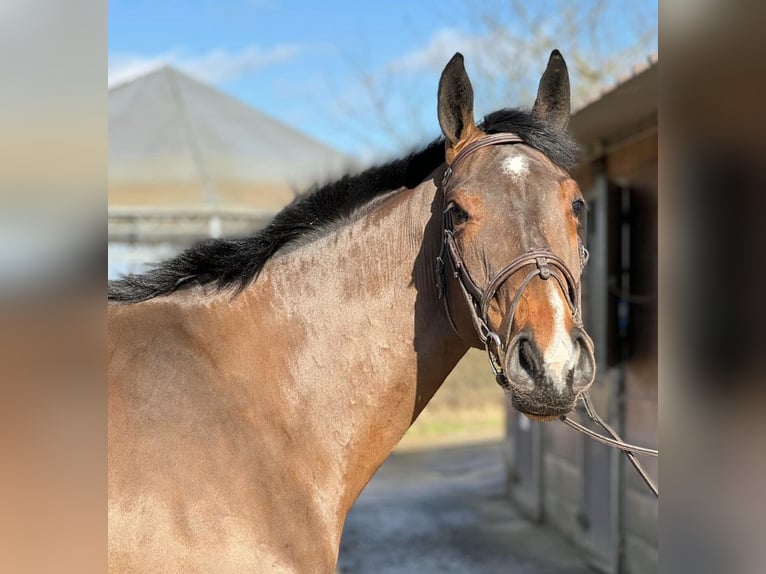 Cavallo sportivo irlandese Giumenta 4 Anni 167 cm Baio in Boutersem