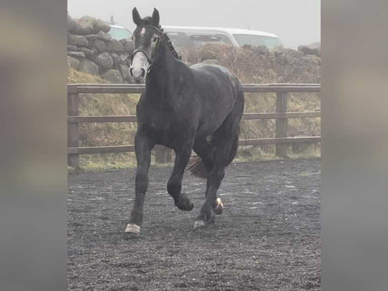 Cavallo sportivo irlandese Giumenta 4 Anni 167 cm Grigio in Dundalk