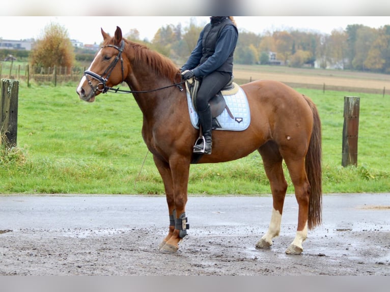 Cavallo sportivo irlandese Giumenta 4 Anni 167 cm Sauro ciliegia in Bogaarden