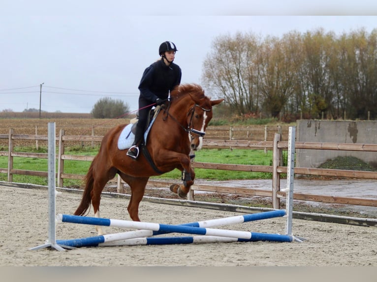 Cavallo sportivo irlandese Giumenta 4 Anni 167 cm Sauro ciliegia in Bogaarden