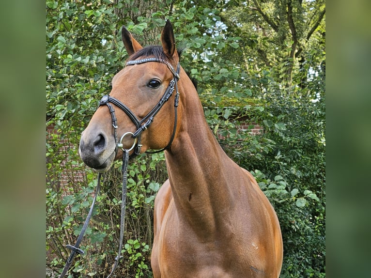 Cavallo sportivo irlandese Giumenta 4 Anni 168 cm Baio in Nettetal