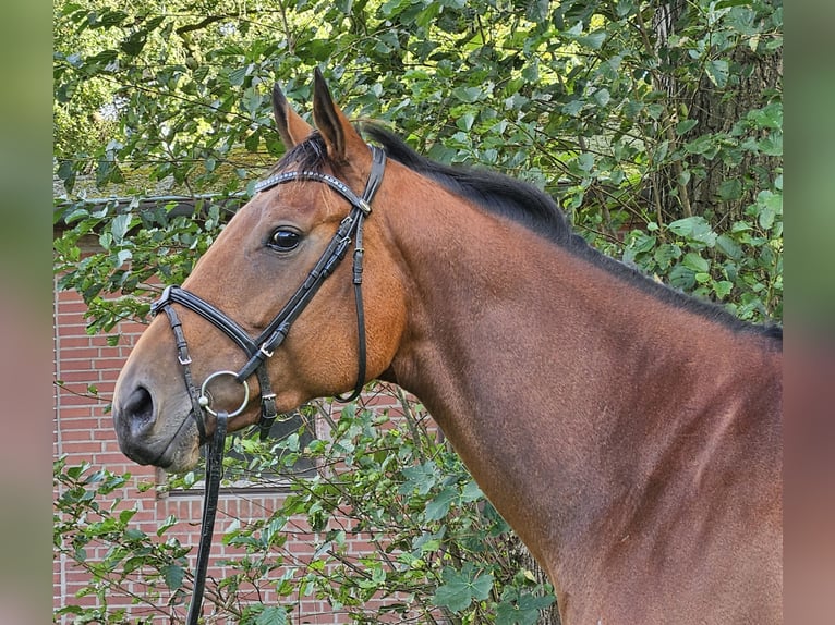 Cavallo sportivo irlandese Giumenta 4 Anni 168 cm Baio in Nettetal