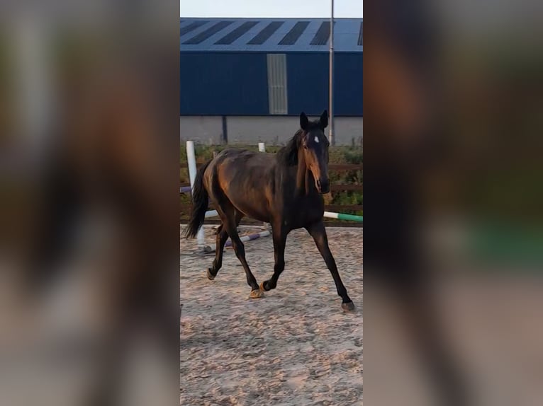 Cavallo sportivo irlandese Mix Giumenta 4 Anni 168 cm Baio in Leitrim