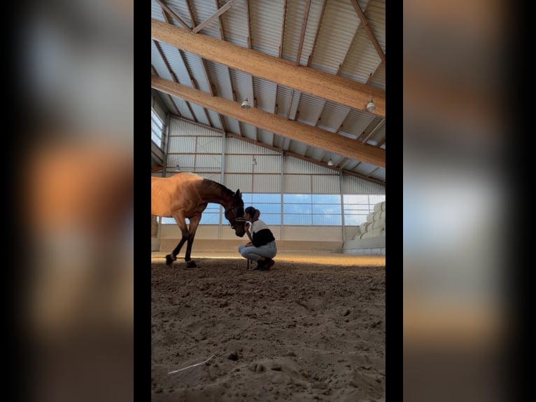 Cavallo sportivo irlandese Giumenta 4 Anni 168 cm Baio roano in Rhede