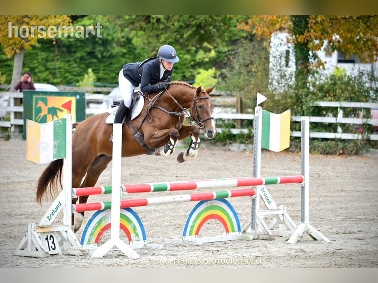 Cavallo sportivo irlandese Giumenta 4 Anni 168 cm Sauro scuro in Dublin